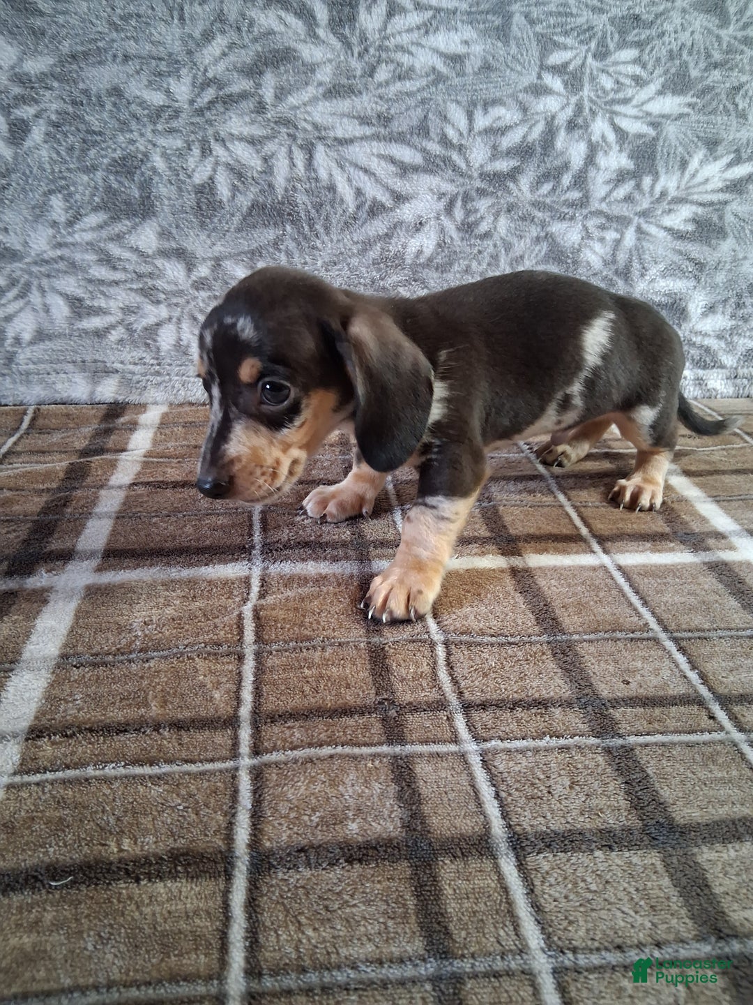 Miniature Dachshund dogs for sale: Snoopy - Ad 1