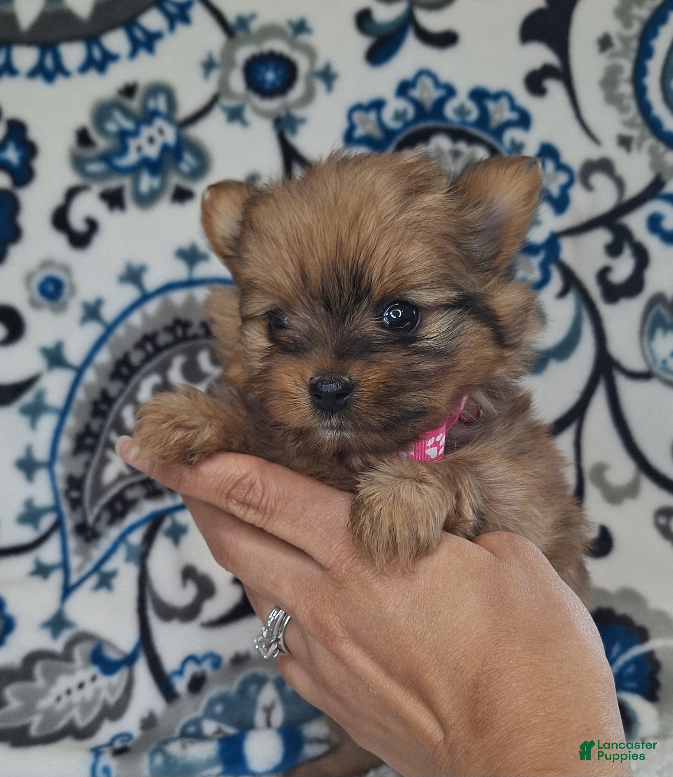 Mixed Breed dogs Teenie - Ad 2