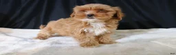 Shihpoo dogs for sale: Shihpoo Puppy 2 - Ad 5