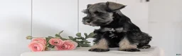 Miniature Schnauzer dogs for sale: Bingo - Ad 3