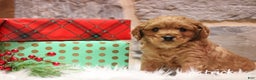 Cavapoo dogs for sale: Patrick  - Ad 6