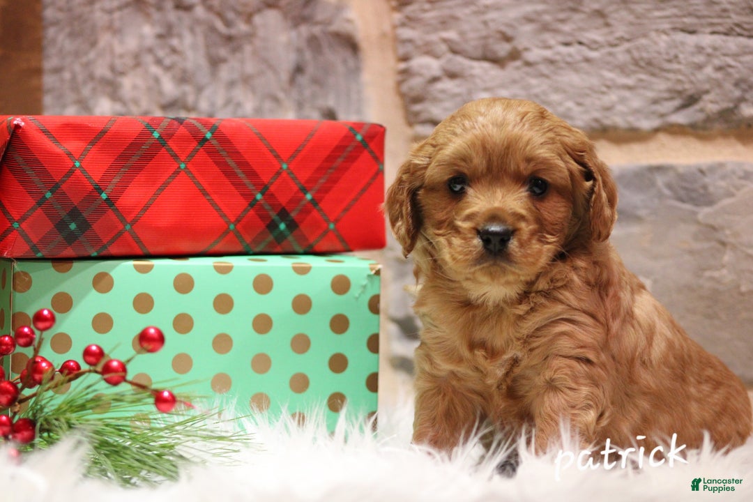 Cavapoo dogs for sale: Patrick  - Ad 6