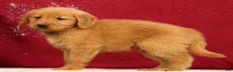 Golden Retriever dogs for sale: Levi - Ad 5