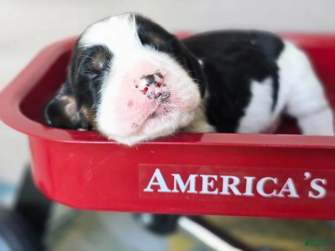 English Springer Spaniel dogs for sale: Skye - Ad 2