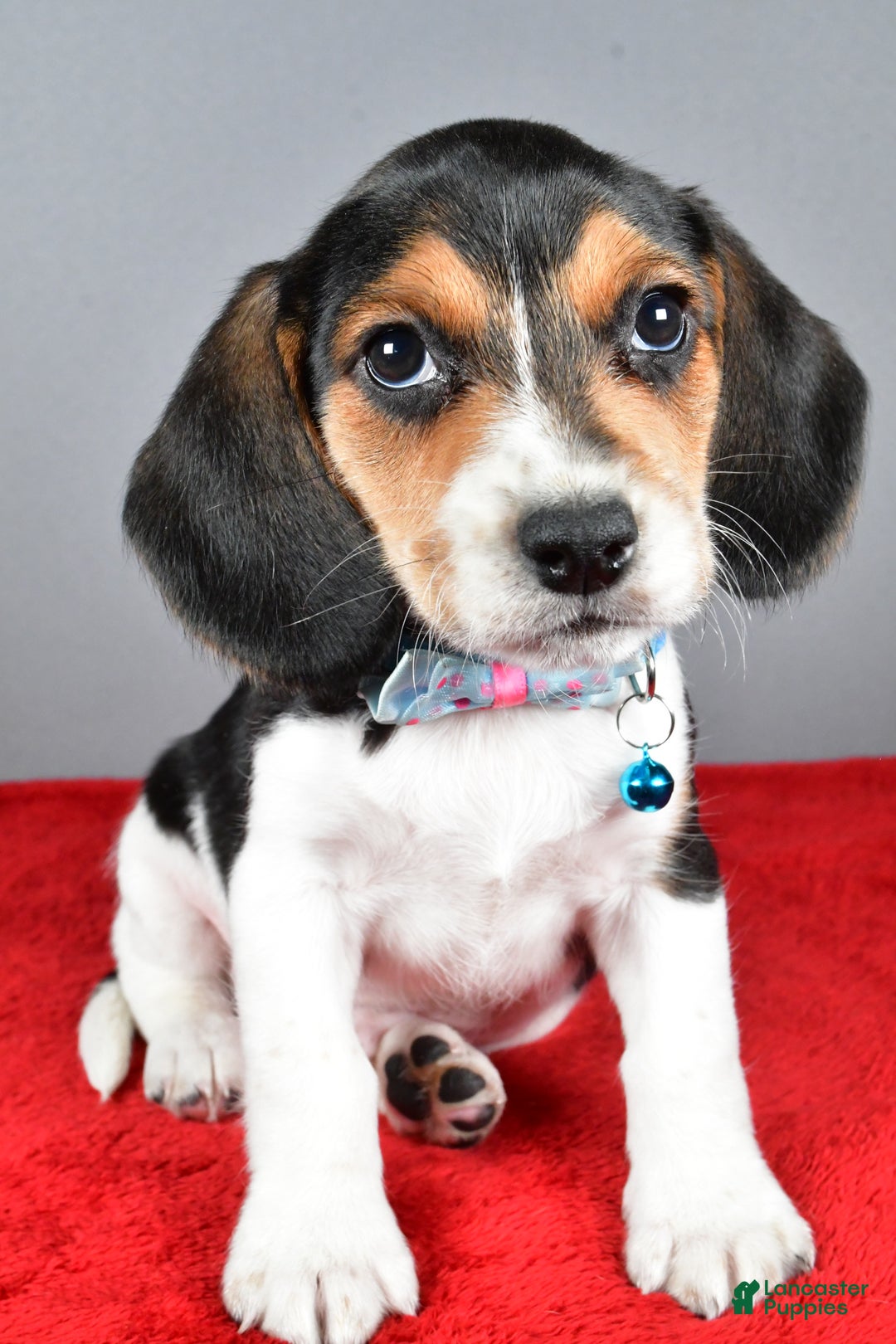 Beagle dogs for sale: Josh - Ad 7