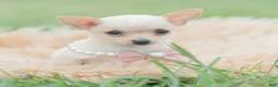 Chihuahua dogs for sale: Itty Teacup - Ad 2