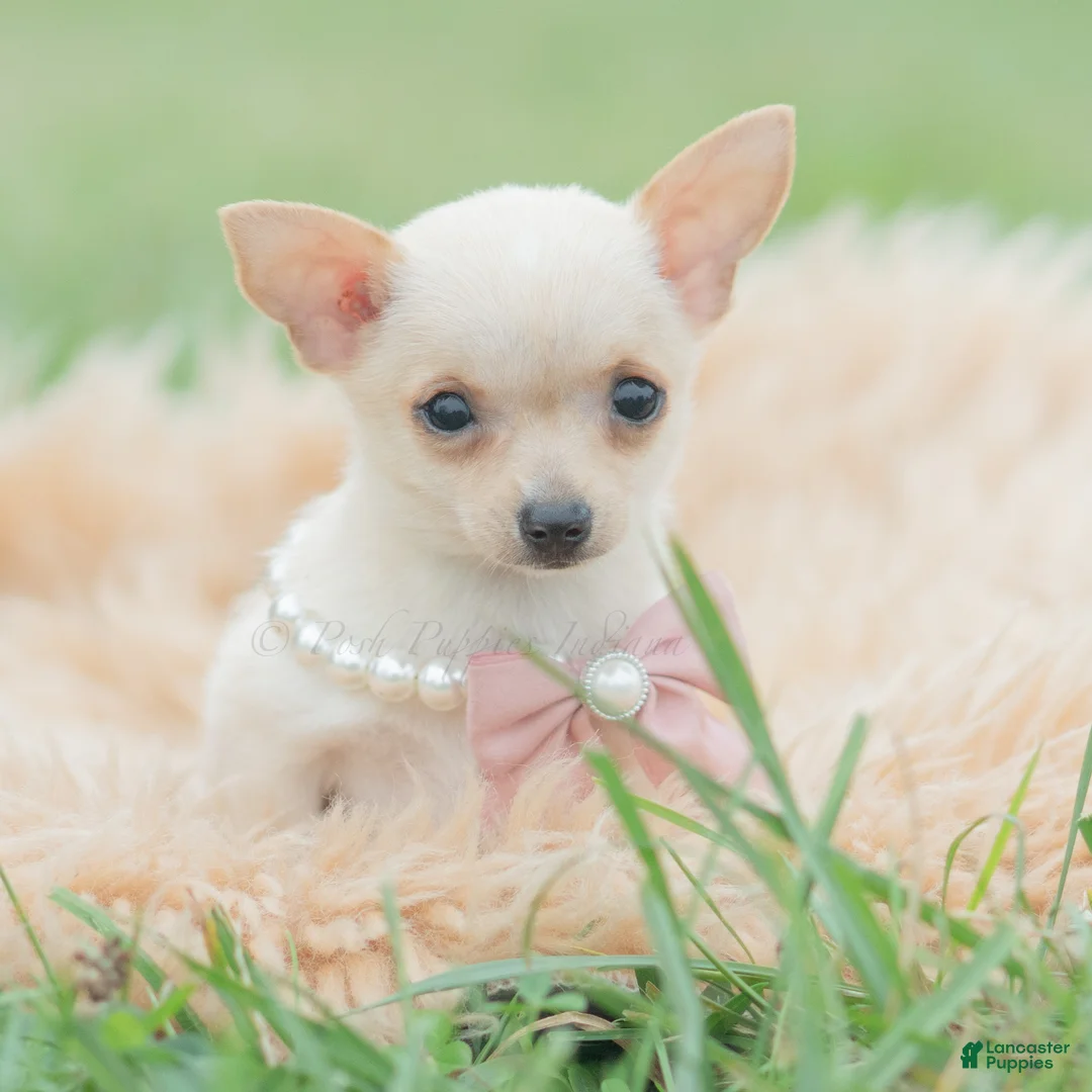 Chihuahua dogs for sale: Itty Teacup - Ad 2