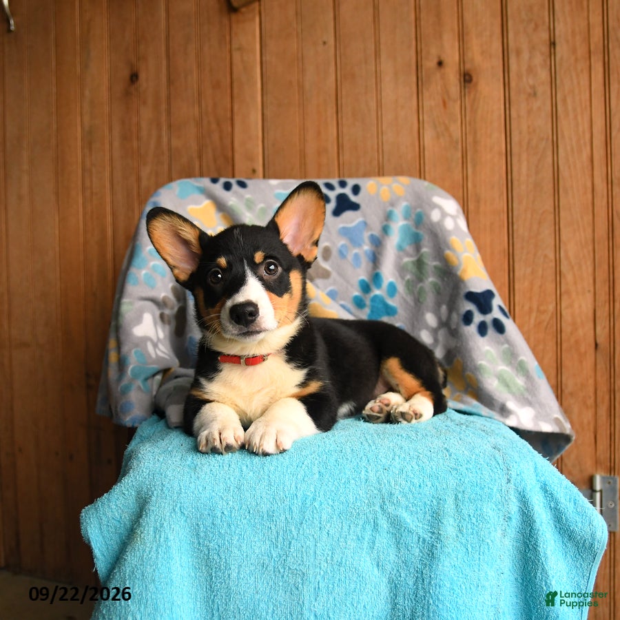 Welsh Corgi Pembroke dogs Remy - Ad 1