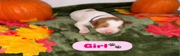 Brittany Spaniel dogs for sale: Brittany Spaniel 4 - Ad 1