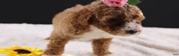 Mini Goldendoodle dogs for sale: Daisy - Ad 16