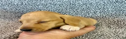 Miniature Dachshund dogs for sale: Fynn - Ad 2