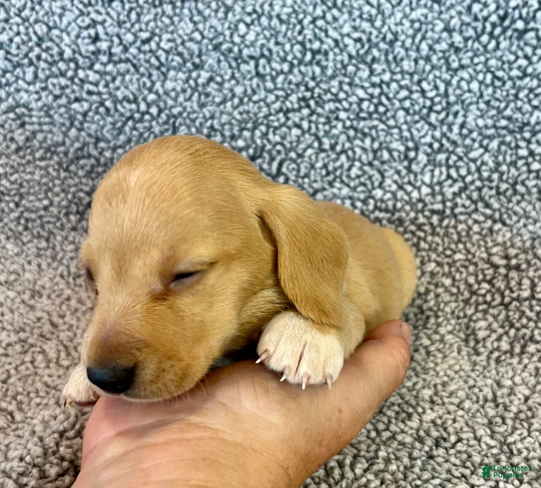 Miniature Dachshund dogs for sale: Fynn - Ad 2