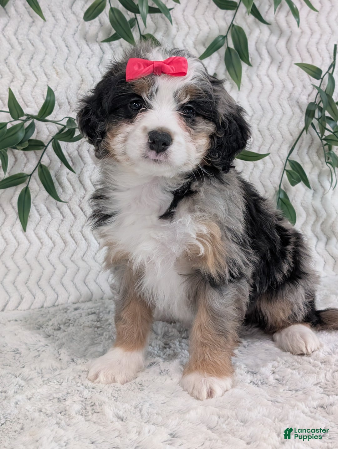 Mini Bernedoodle dogs for sale: Mini Pearl  - Ad 10
