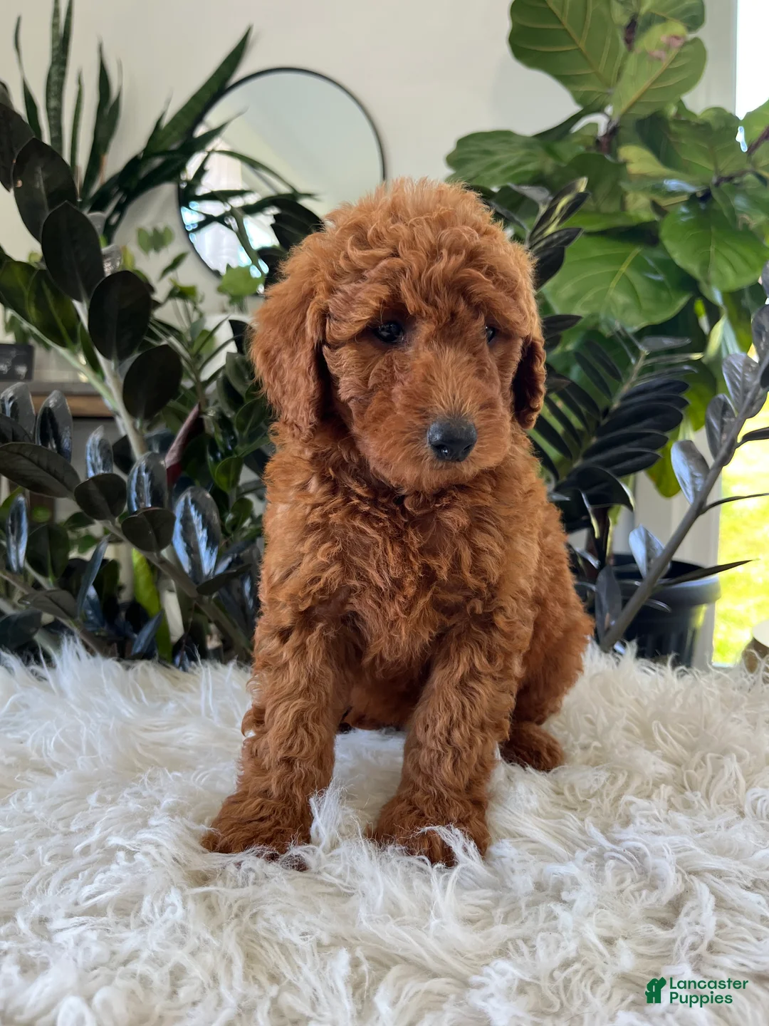 Mini Goldendoodle dogs for sale: Alani - Ad 2