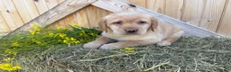Labrador Retriever dogs for sale: Poppy - Ad 17