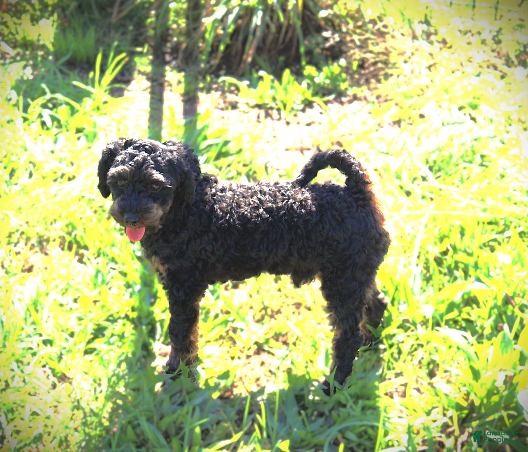 Cavapoo dogs for sale: Toby - Ad 9