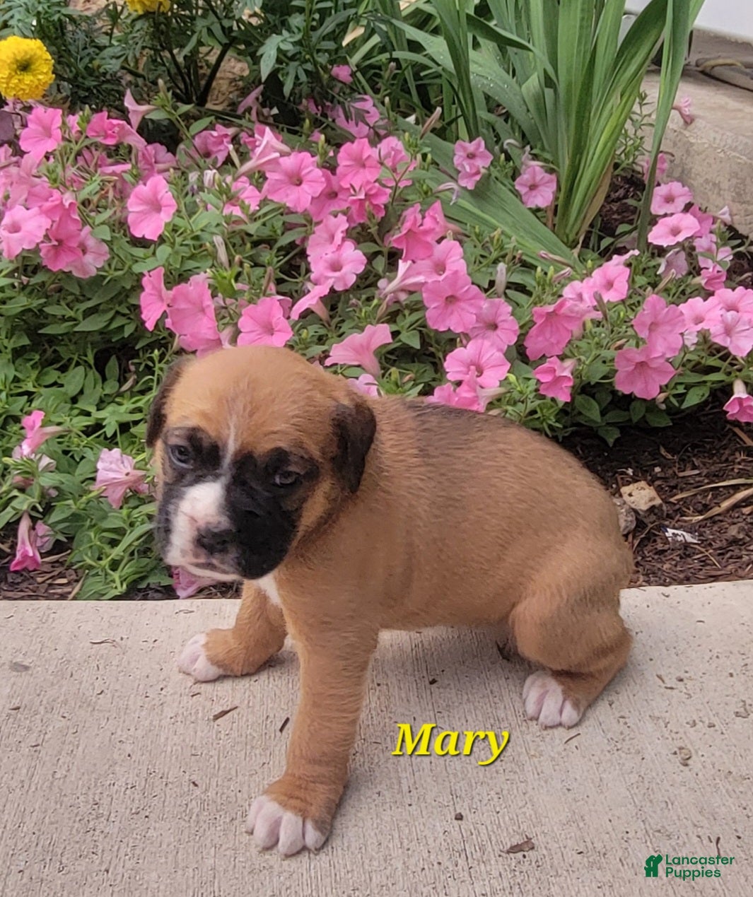 Boxer dogs Mary - Ad 1