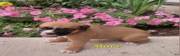Boxer dogs for sale: Mary - Ad 1