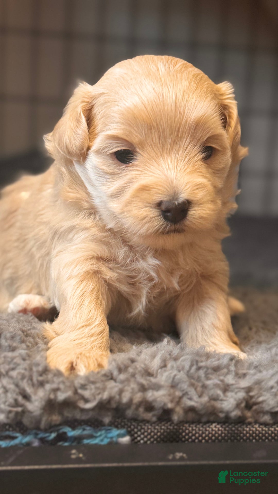 Maltipoo dogs for sale: Maltipoo Puppy 2 - Ad 5