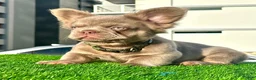 French Bulldog dogs for sale: Richie - Ad 1