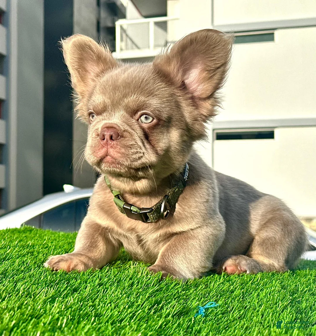 French Bulldog dogs for sale: Richie - Ad 1