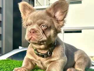 French Bulldog dogs Richie - Ad 41