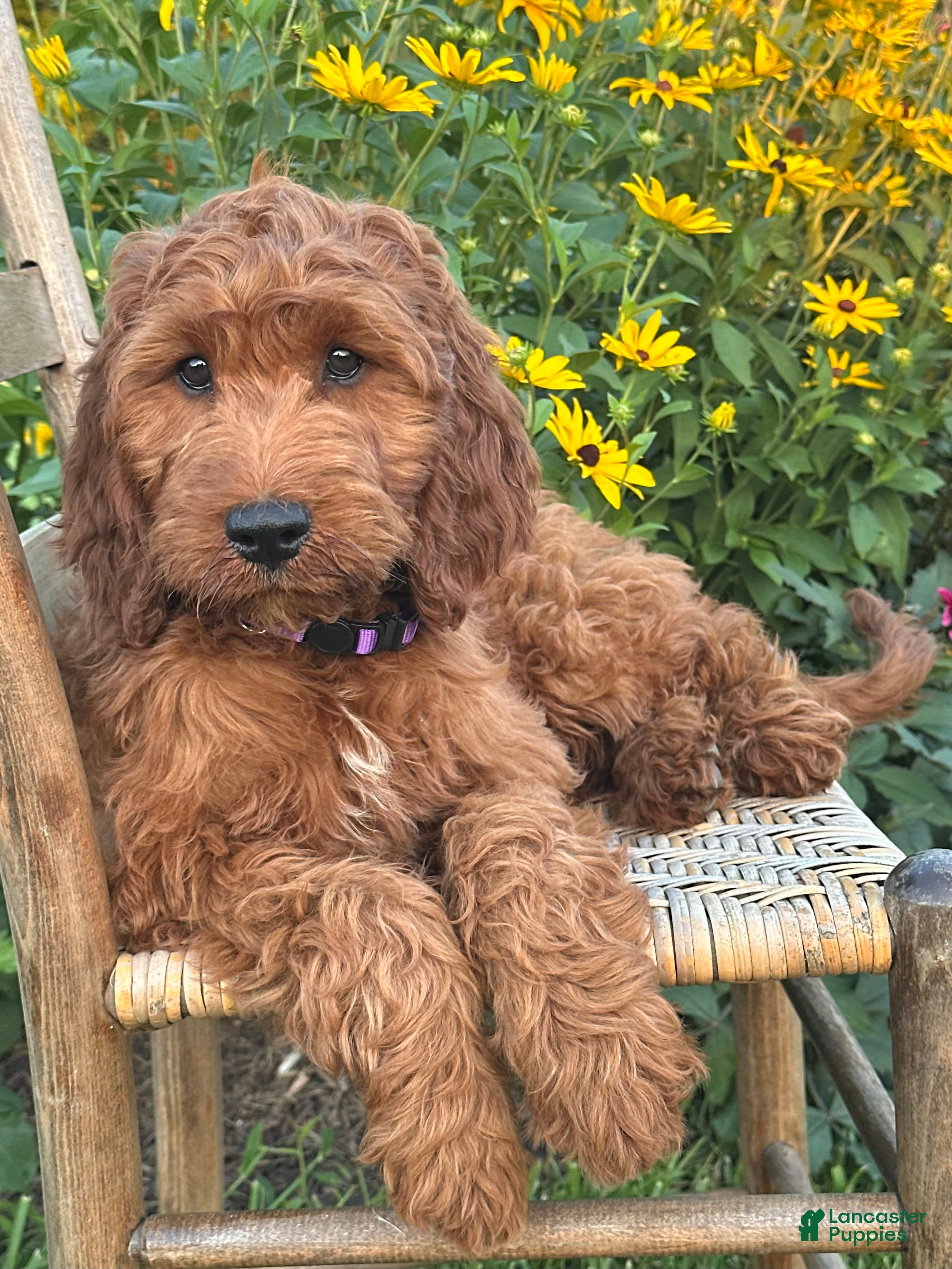 Irish Doodle dogs Molly - Ad 1