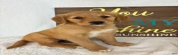 Golden Retriever dogs for sale: Gracie - Ad 2