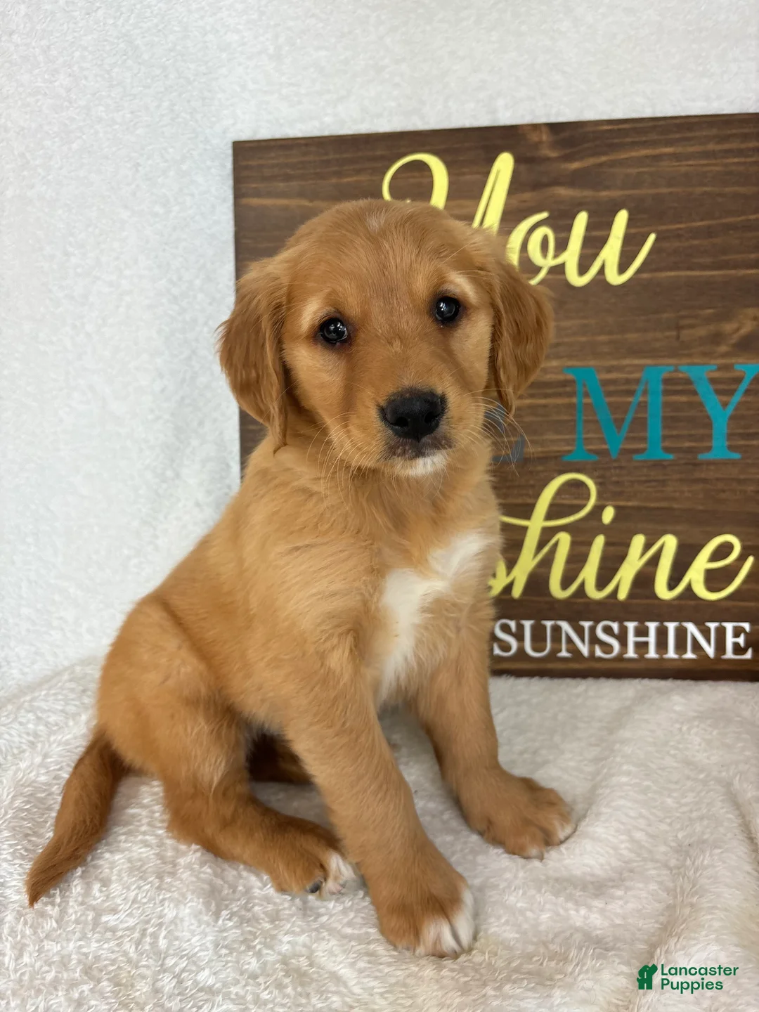Golden Retriever dogs for sale: Gracie - Ad 2