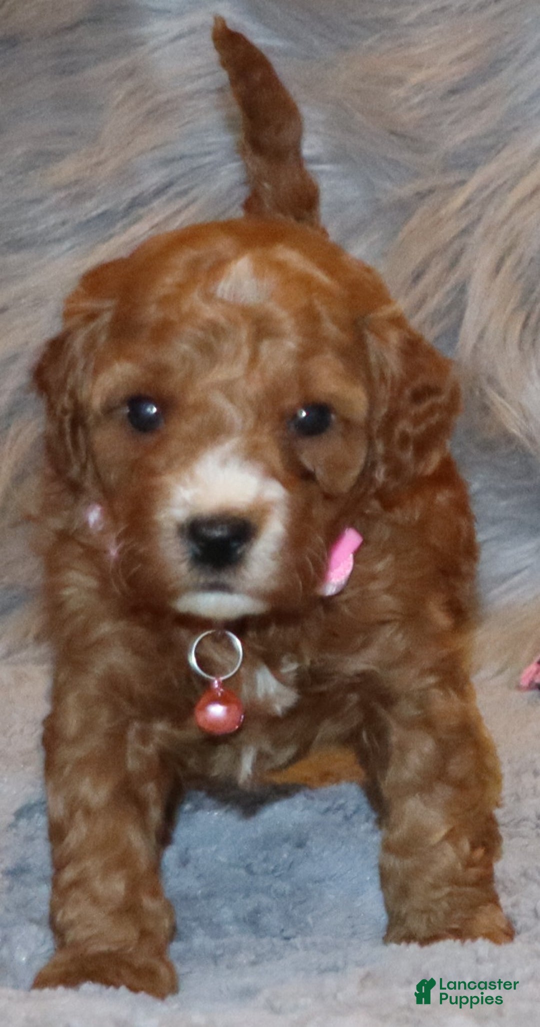 Mini Goldendoodle dogs for sale: Willow 🌷👨‍👨‍👧‍👦💞🐕 - Ad 3