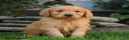 Golden Retriever dogs for sale: Banner - Ad 3