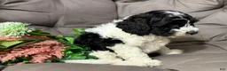 Cockapoo dogs for sale: Barney - Ad 3