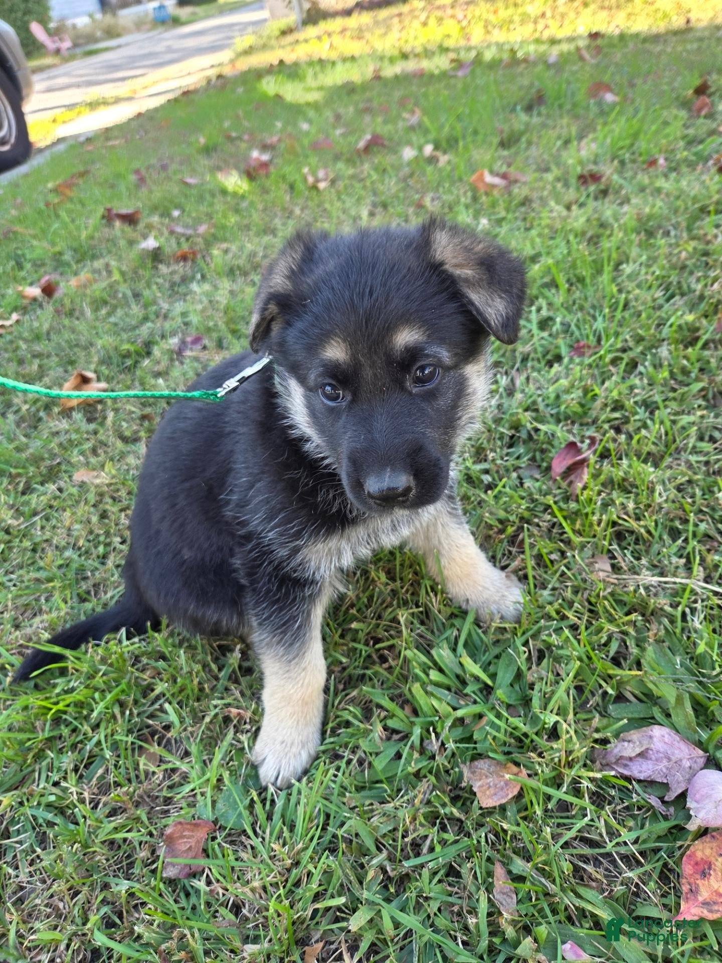 German Shepherd dogs for sale: Lolly - Ad 1