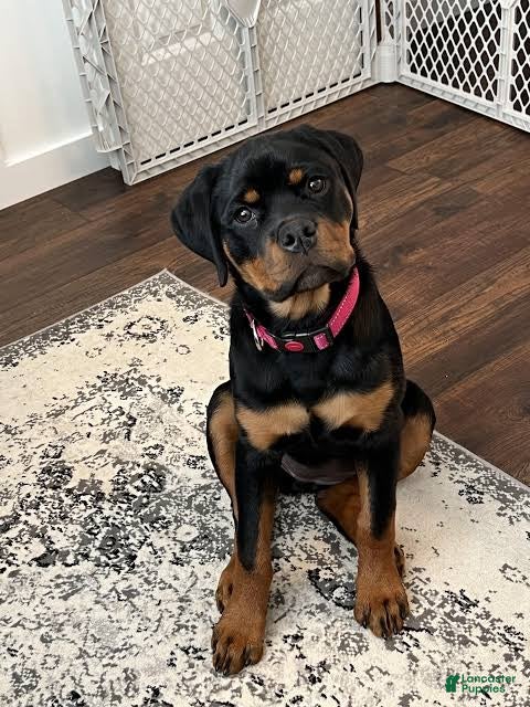 Rottweiler dogs for sale: Rottweiler 4 - Ad 12