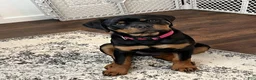 Rottweiler dogs for sale: Rottweiler 4 - Ad 1