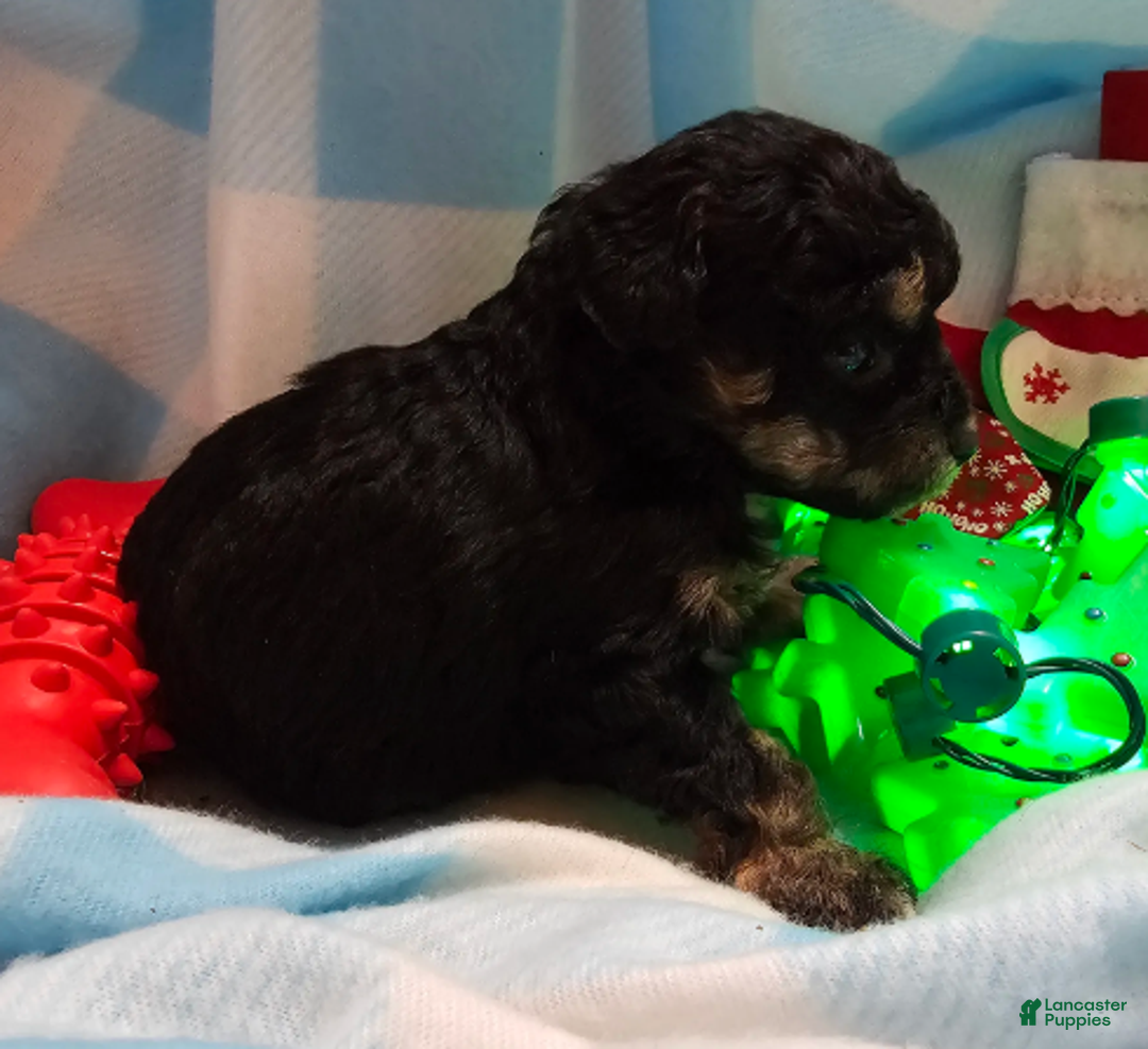 Cavapoo dogs for sale: POMAGRANT - Ad 3