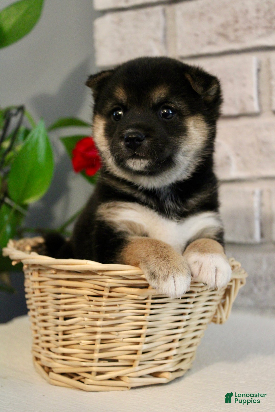 Shiba Inu dogs for sale: Shelby - Ad 8