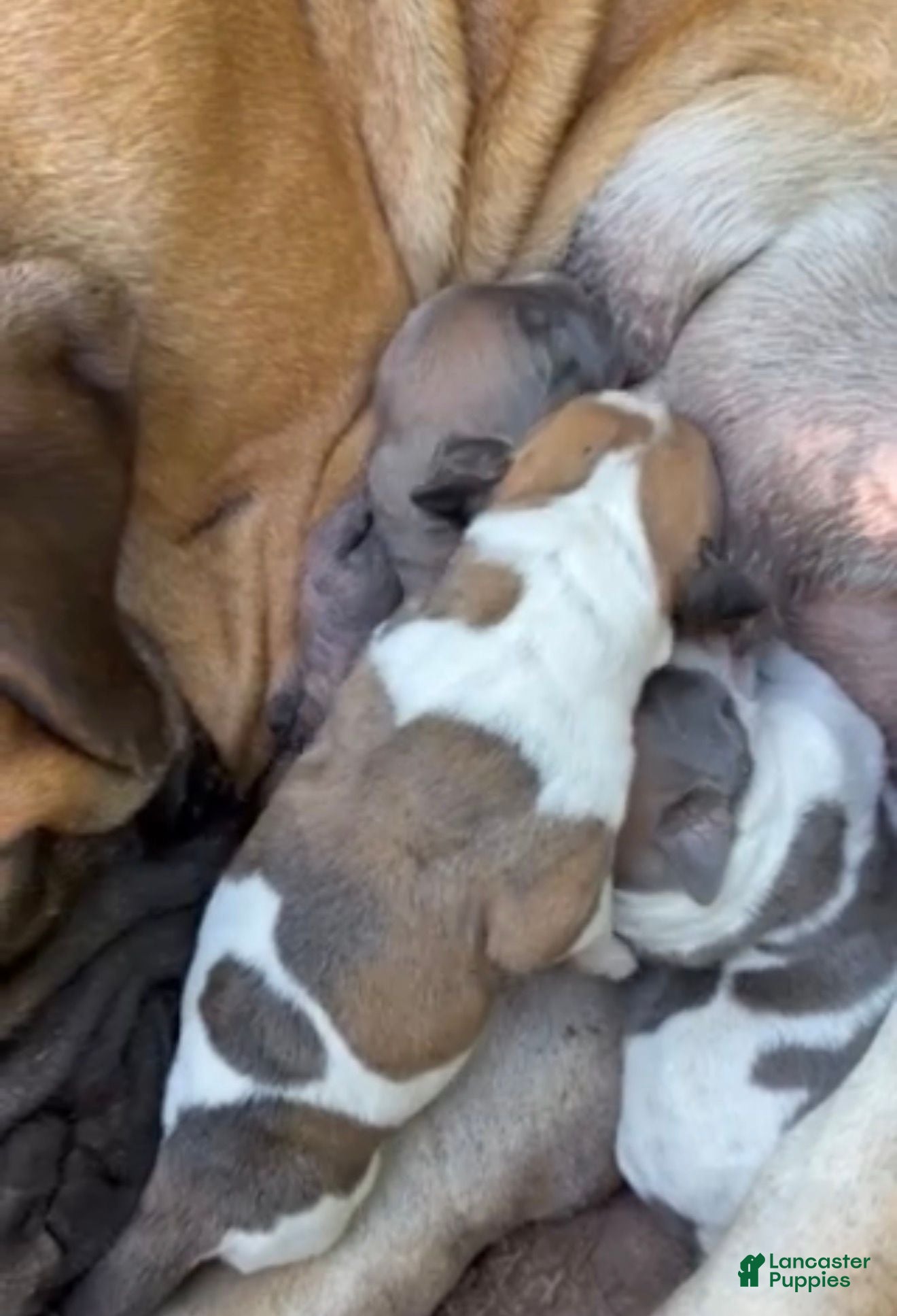 Mixed Breed dogs for sale: Mixed Breed 1 - Ad 2