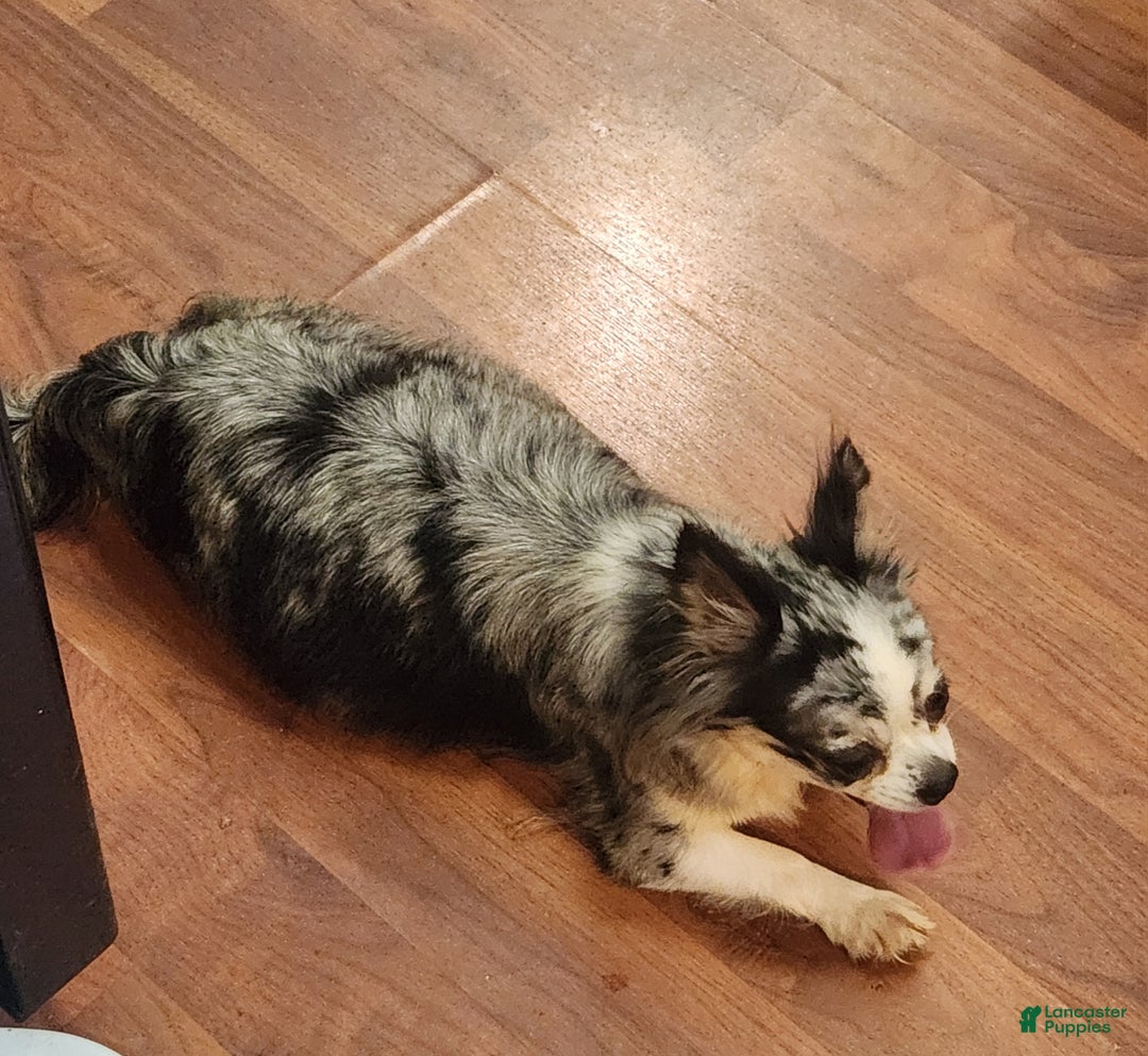 Chihuahua dogs for sale: Female 1- Black merle  - Ad 5