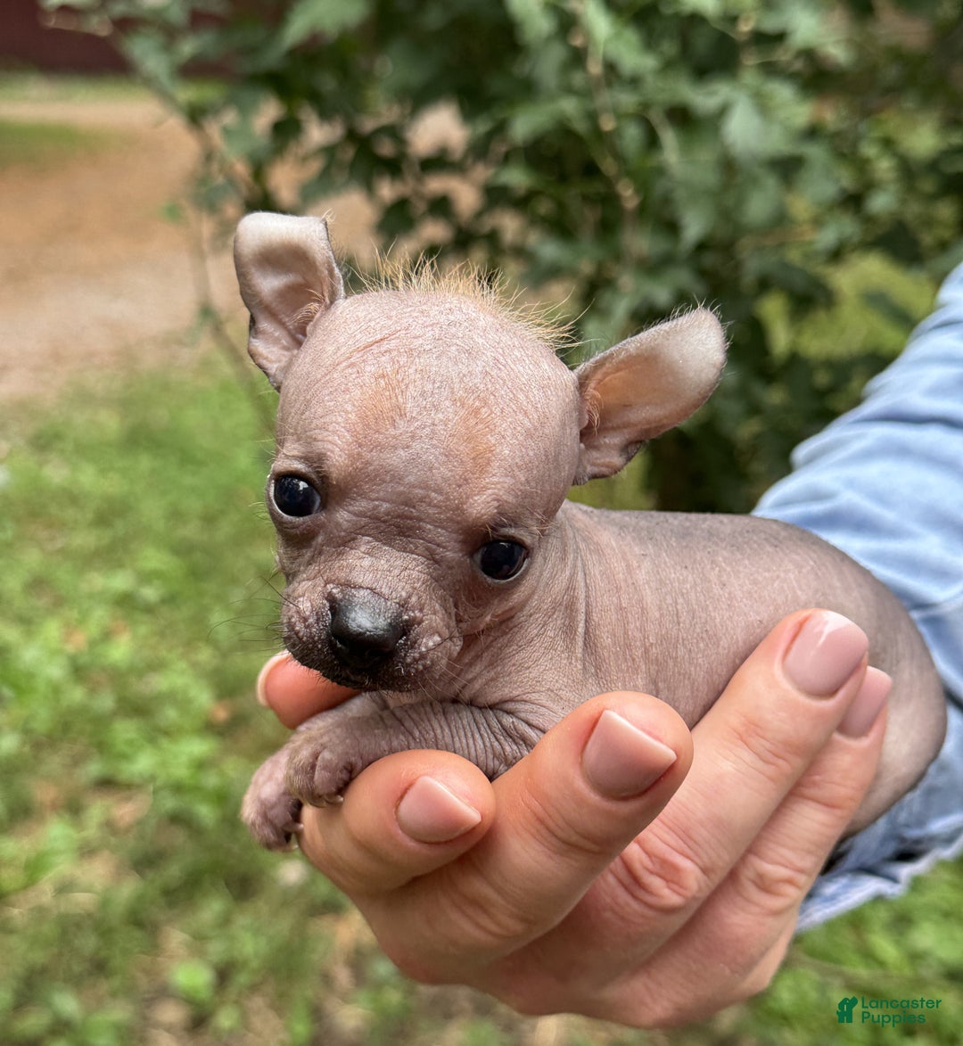 Mixed Breed dogs for sale: Cleopatra  - Ad 64