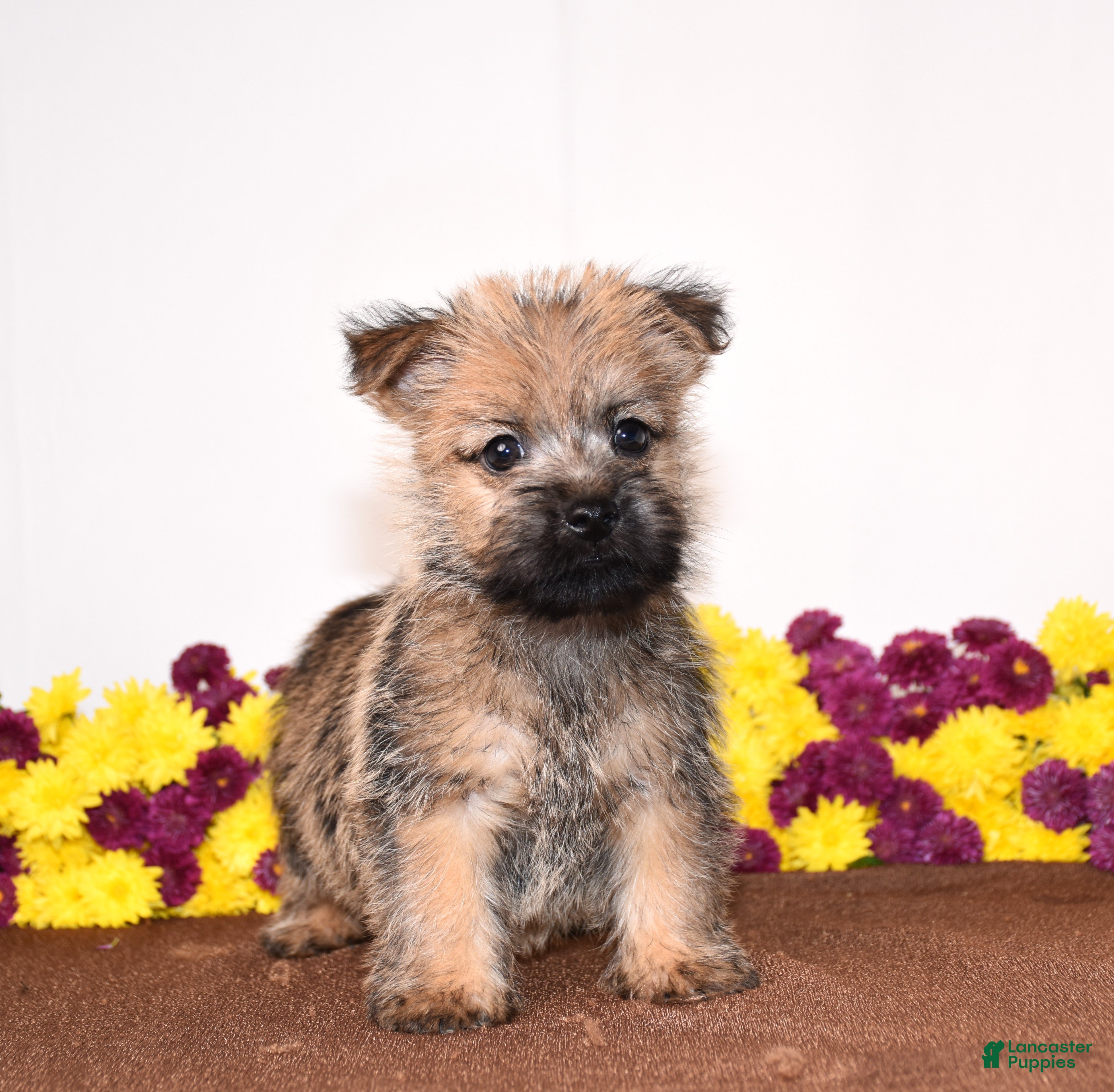 Cairn Terrier dogs Know - Ad 2