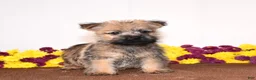 Cairn Terrier dogs for sale: Know - Ad 2