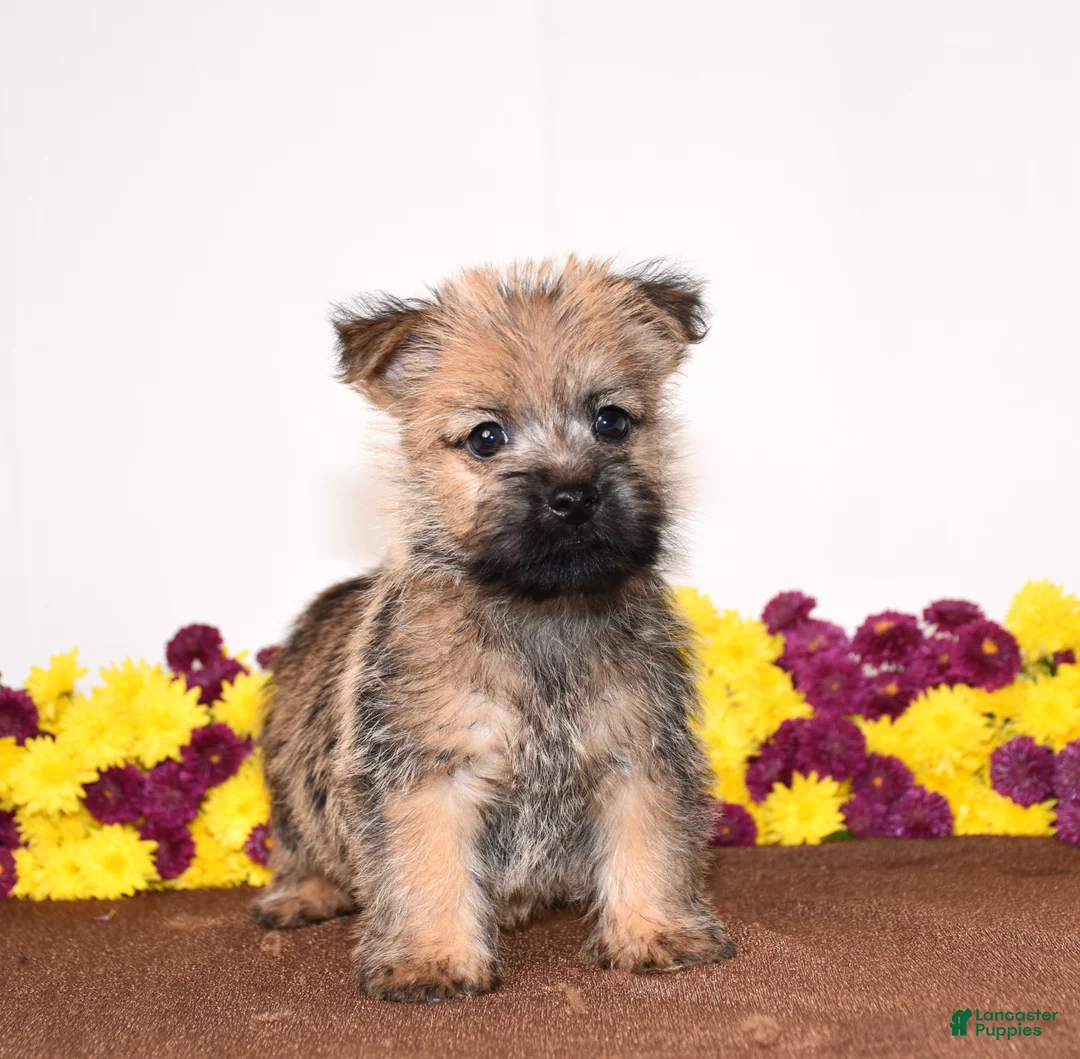 Cairn Terrier dogs for sale: Know - Ad 2