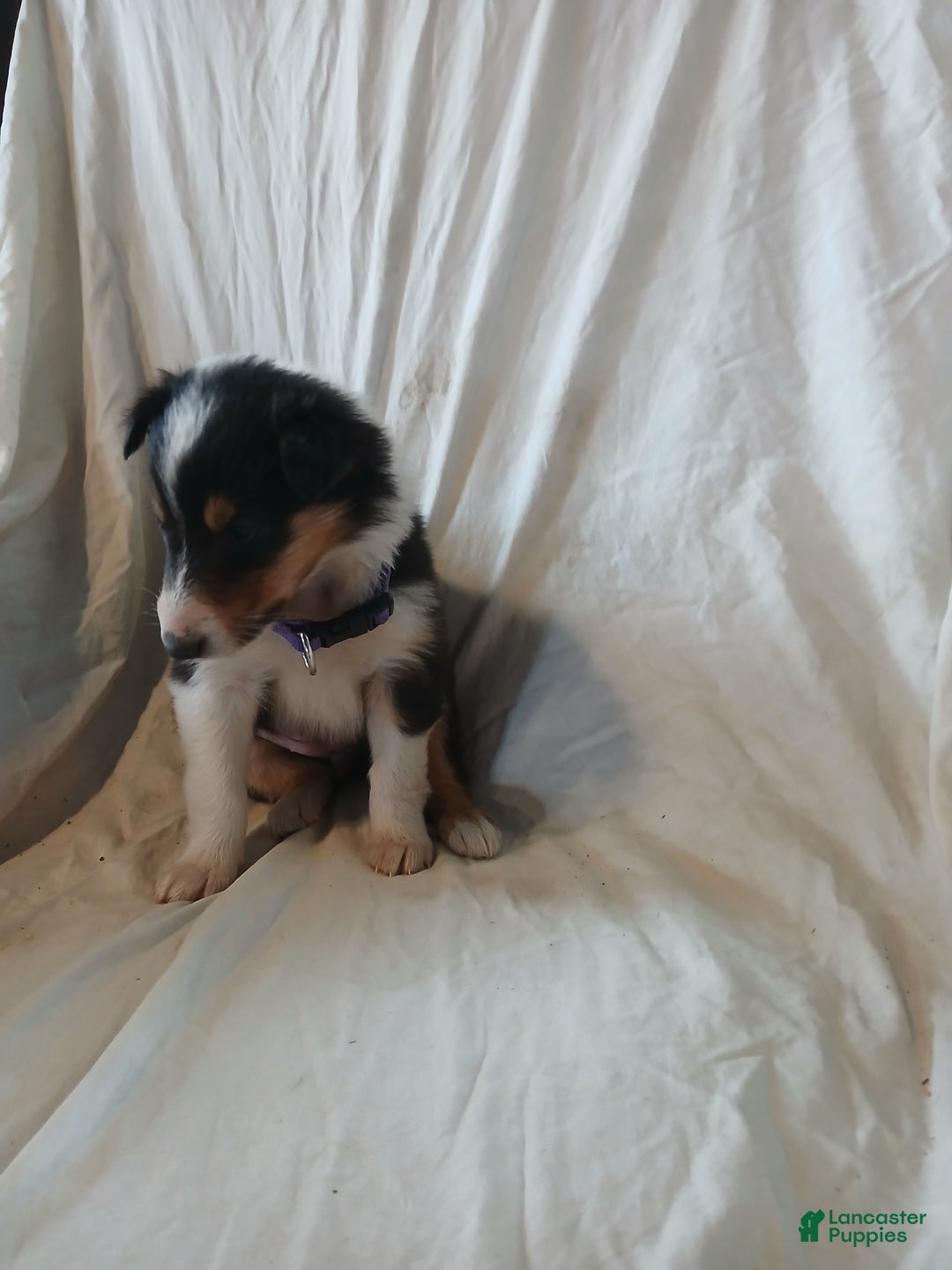 Collie dogs for sale: Bitzy - Ad 4