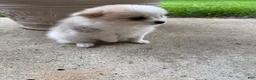 Pomeranian dogs for sale: Rachelle - Ad 20