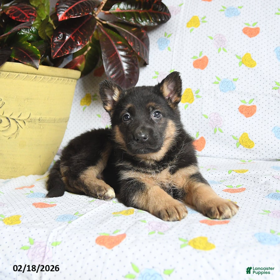 German Shepherd dogs Willow - Ad 2