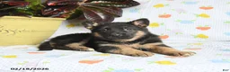 German Shepherd dogs for sale: Willow - Ad 2