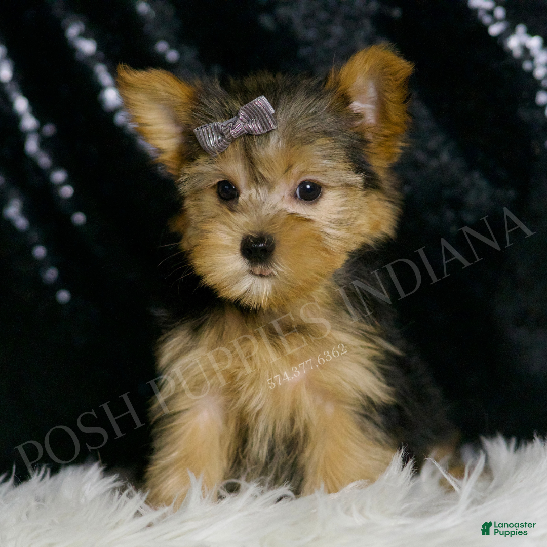Morkie dogs for sale: Lupert - Ad 3