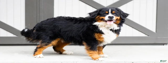 Ruger