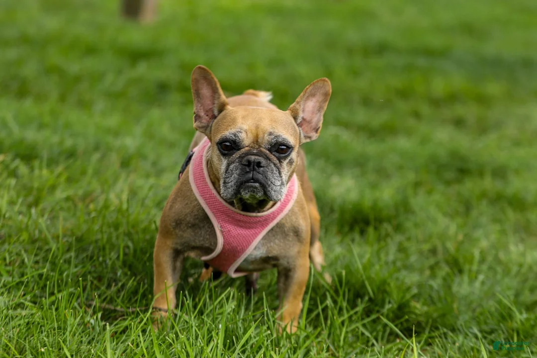 French Bulldog dogs for sale: Olive – Fawn Brindle/White - Ad 12